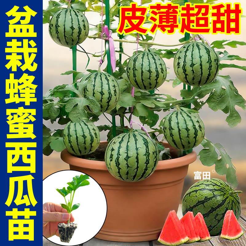 超甜盆栽蜂蜜小西瓜苗秧四季高产麒麟早春红玉黄小凤西瓜苗秧种子