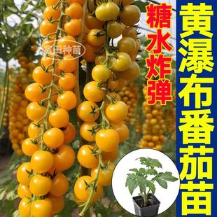 四季超甜黄瀑布番茄苗秧黄珍珠金玲珑圣女果樱桃小柿子种子带土球