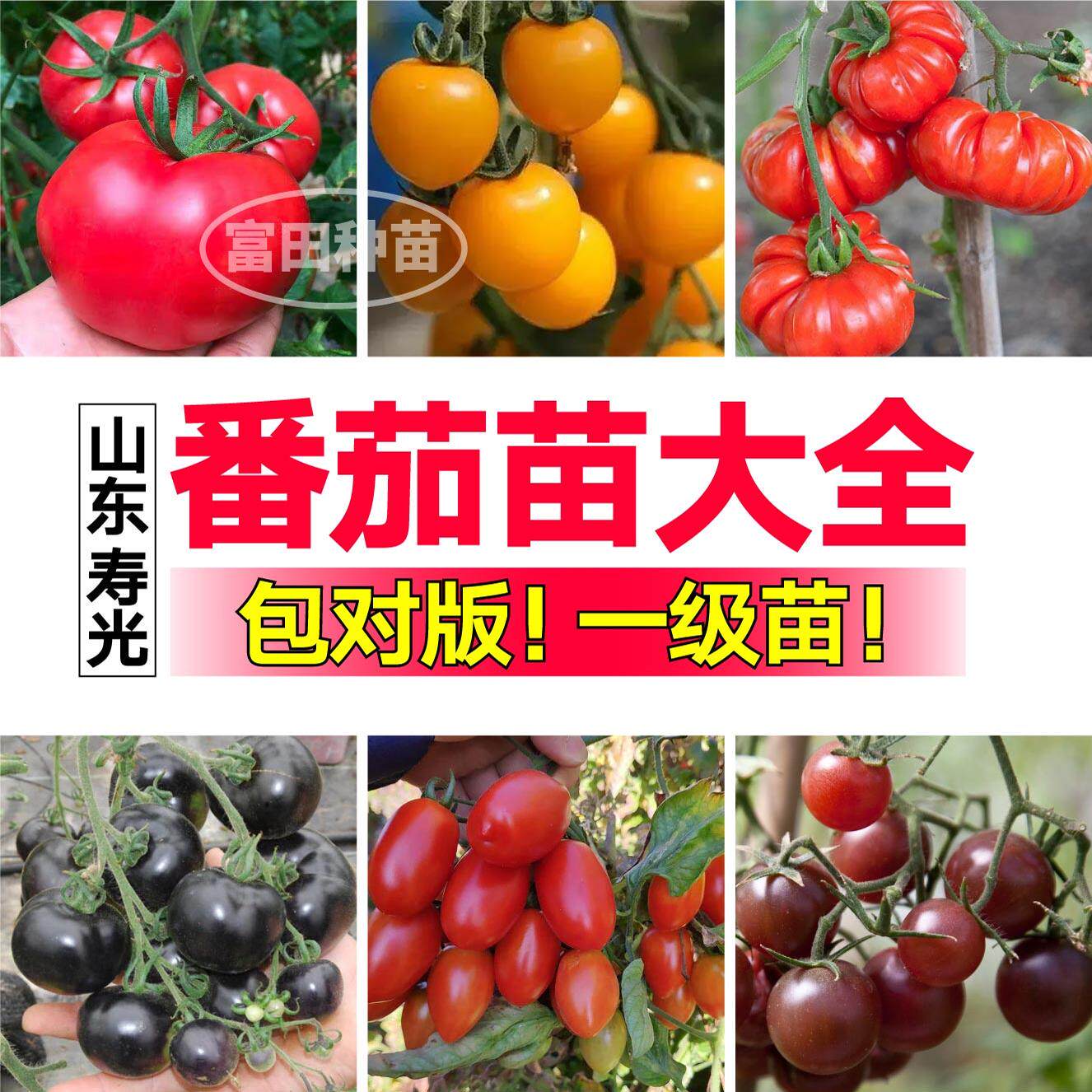 山东寿光番茄苗秧大全各种番茄苗大粉千禧圣女果西红柿四季蔬菜苗
