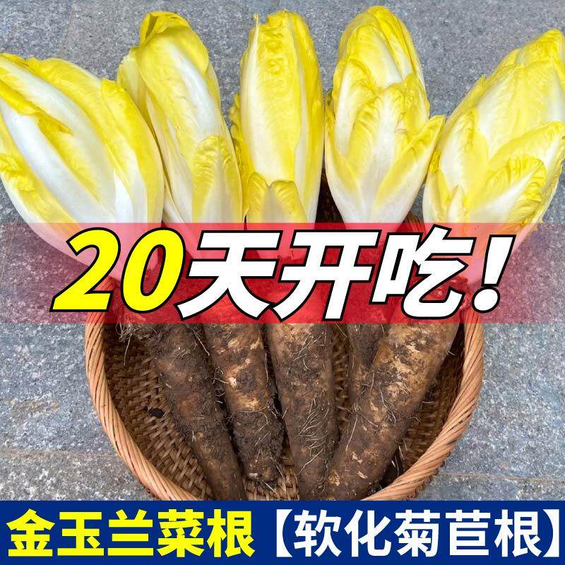 四季盆栽金娃娃苗芽根球