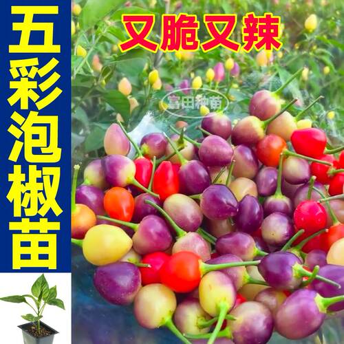 又脆又辣五彩泡椒苗秧多彩六彩小辣椒种子观赏食用四季盆栽带土球