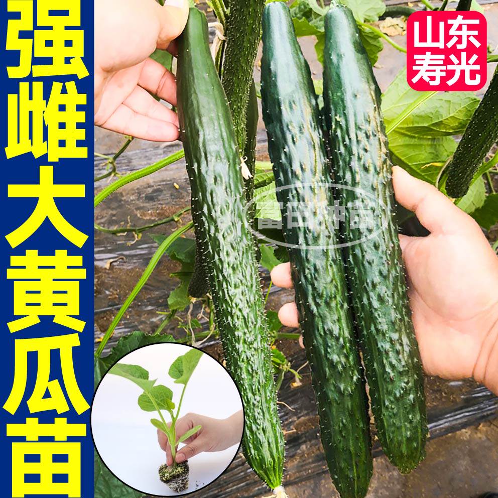 强雌油亮大黄瓜秧苗清脆密刺短把水果小黄瓜种子庭院盆栽带土阳台