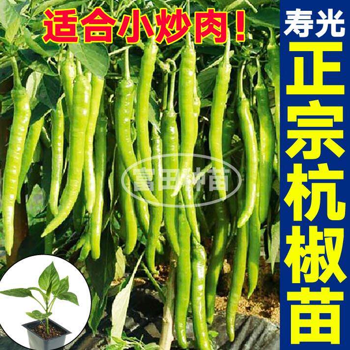 寿光正宗杭椒苗秧又脆又香美人螺丝红小米椒带土盆栽庭院四季春秋
