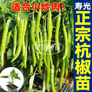 寿光正宗杭椒苗秧又脆又香美人螺丝红小米椒带土盆栽庭院四季春秋