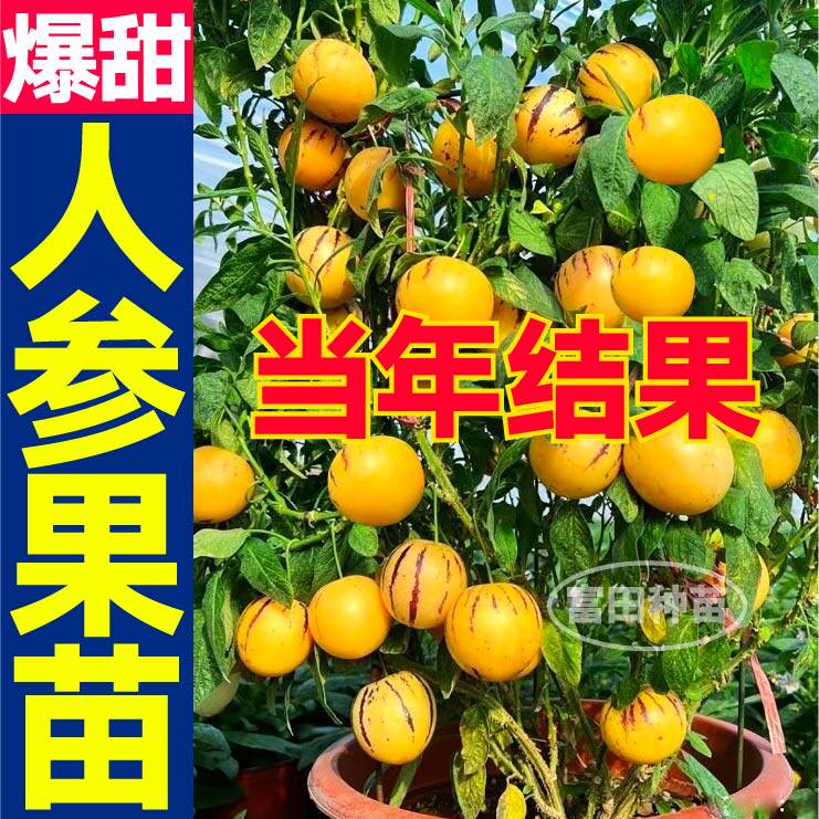 正宗人参果苗秧带土球长寿果爆甜水果种籽阳台四季当年结果盆栽苗