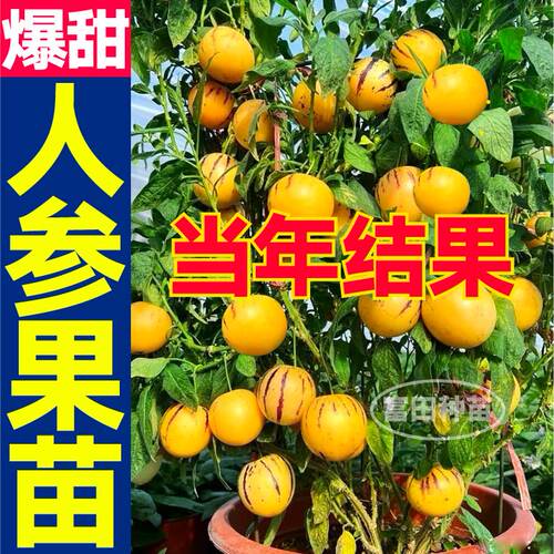 云南人参果人生果果树四季果苗