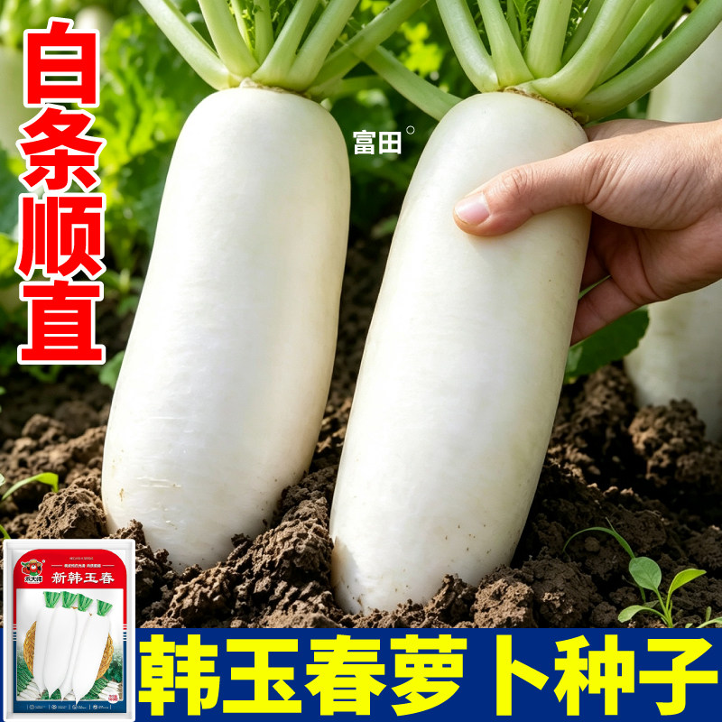 正宗韩玉春白萝卜种子脆嫩多汁