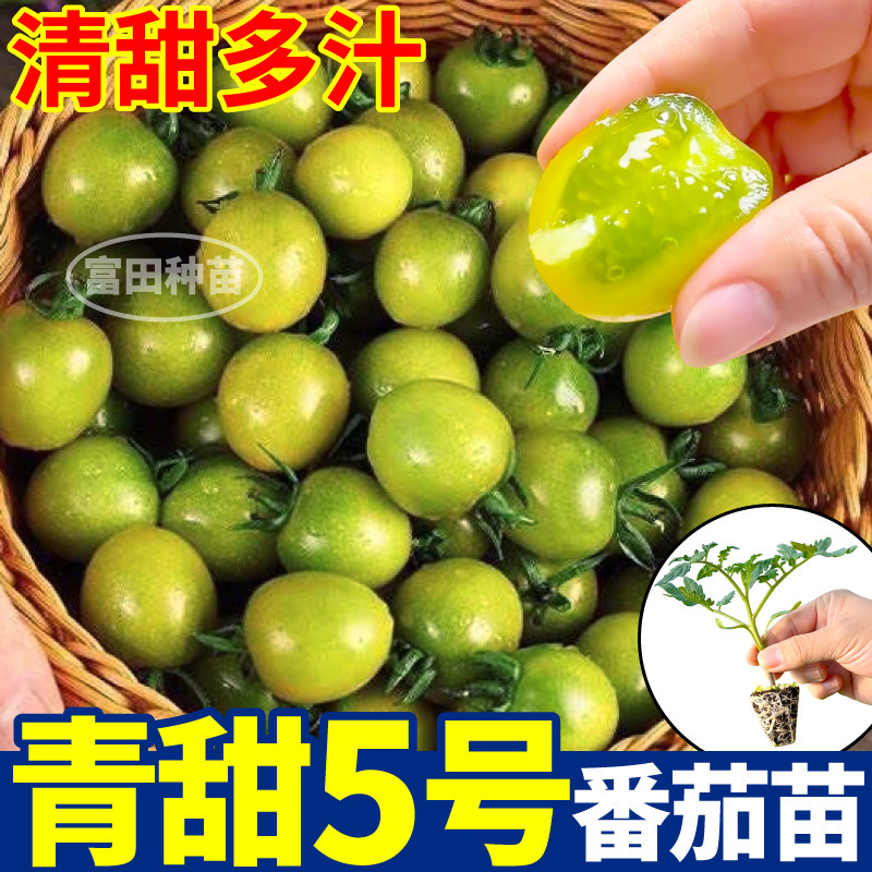 青甜5号番茄苗秧清甜多汁绿宝石圣女果种子带土四季阳台小院盆栽
