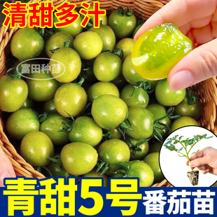青甜5号番茄苗秧清甜多汁绿宝石圣女果种子带土四季阳台小院盆栽