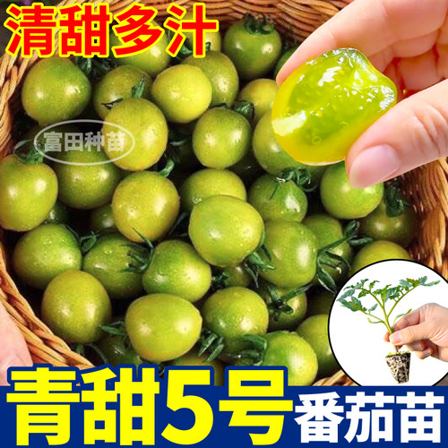 青甜5号番茄苗秧清甜多汁绿宝石圣女果种子带土四季阳台小院盆栽