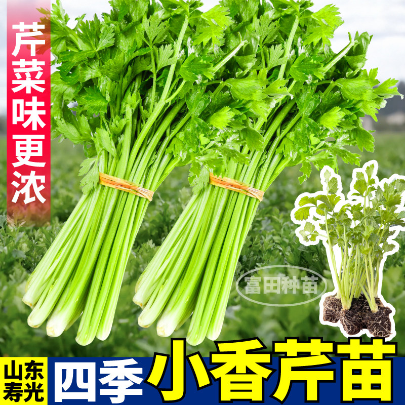 山东四季小香芹苗秧清香脆嫩四季阳台小院盆栽西芹根芹红芹种子