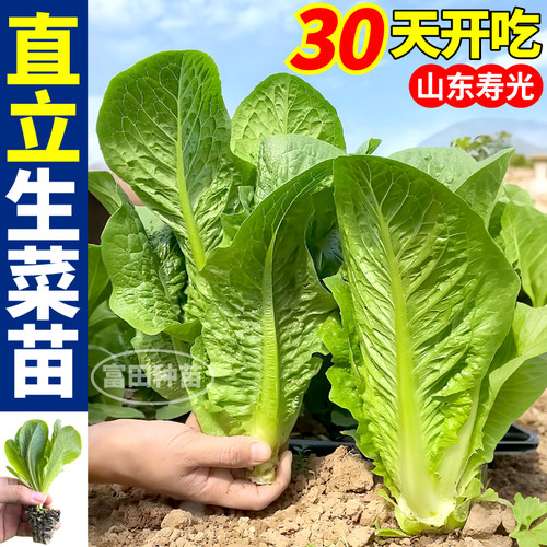 直立生菜苗秧带土球各种生菜种子绿直立大速奶油菜苗四季盆栽阳台