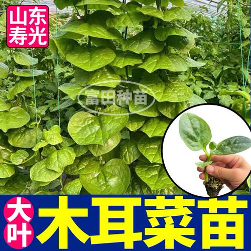山东寿光大圆叶木耳菜苗秧带土球多茬采收春秋四季盆栽庭院阳台