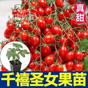 超甜千禧圣女果番茄秧苗黑黄白小柿子种子带土球春秋四季高产串收