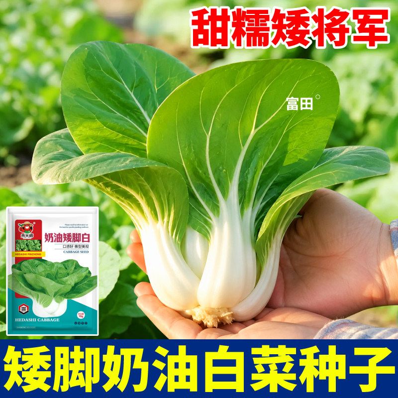 奶油矮脚白菜种子当季新种香甜