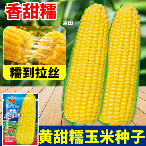 黄甜糯玉米种子当季新种东北黏棒子粘苞米白黑彩种籽大全非转基因
