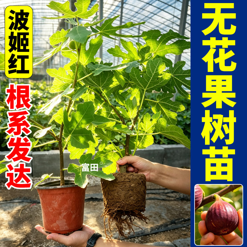 波姬红无花果树苗耐寒根壮苗旺
