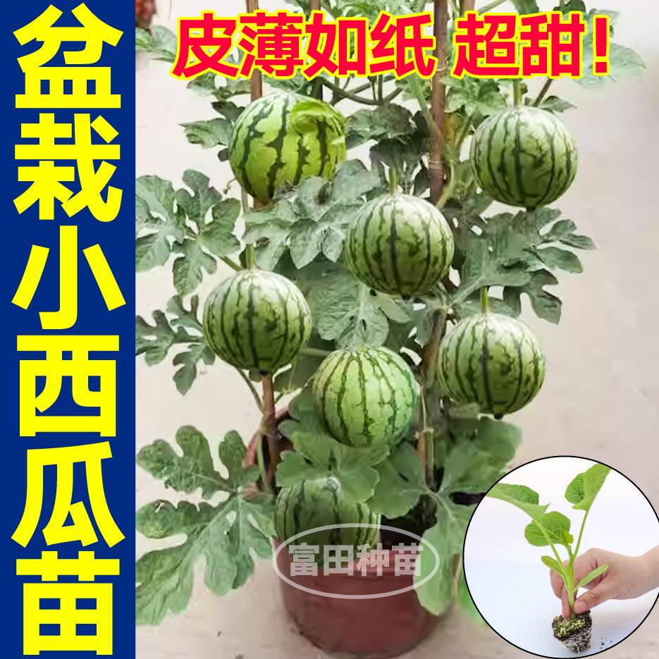 皮薄盆栽西瓜苗秧带土球黄红瓤超甜薄皮小西瓜种子籽盆栽四季