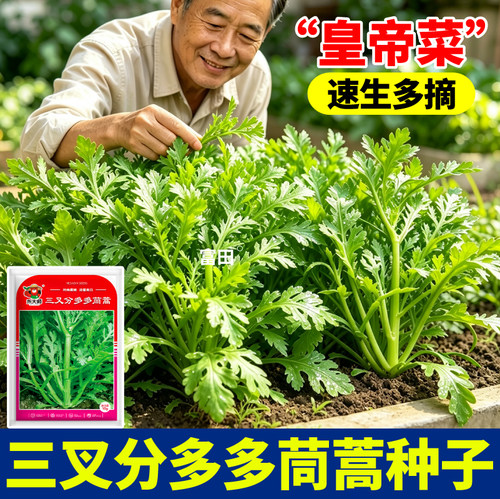 三叉茼蒿种子速生耐寒多茬采收
