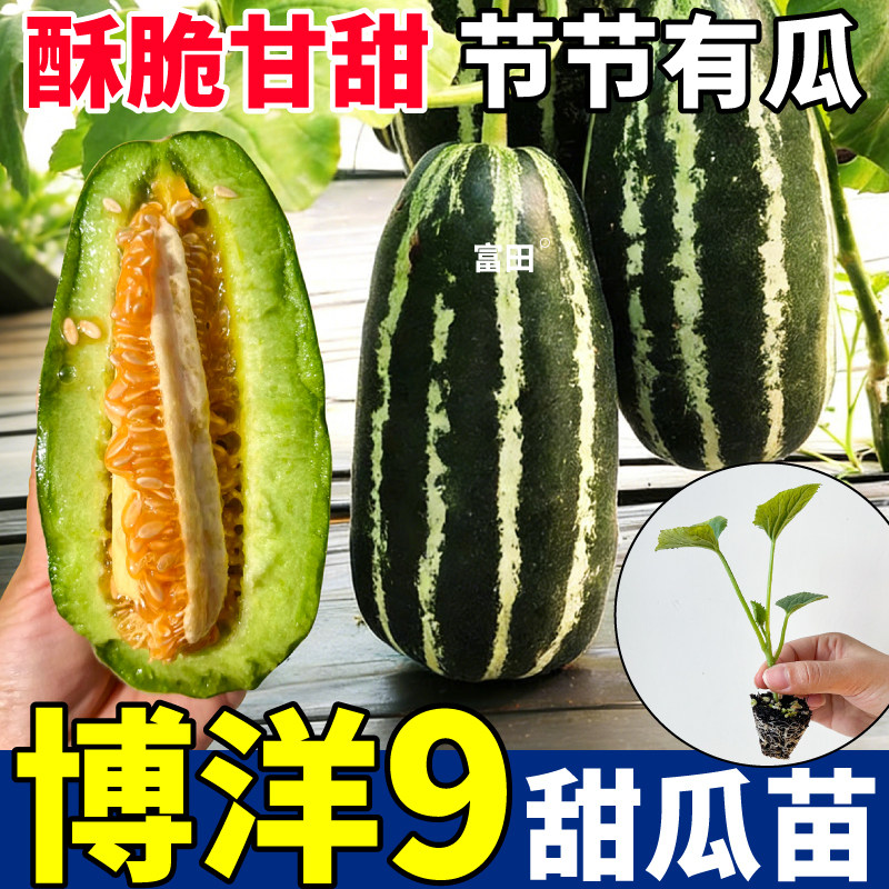 超甜脆博洋九甜瓜苗秧冰糖子羊角蜜哈密瓜苗种子四季高产盆栽阳台