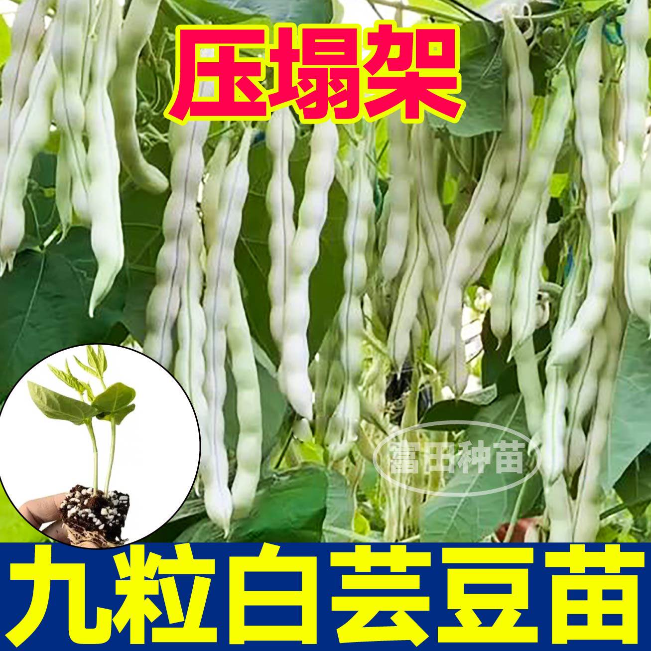 九粒白芸豆苗秧带土球摘不败四季豆种子绿豆角盆栽苗阳台庭院春秋