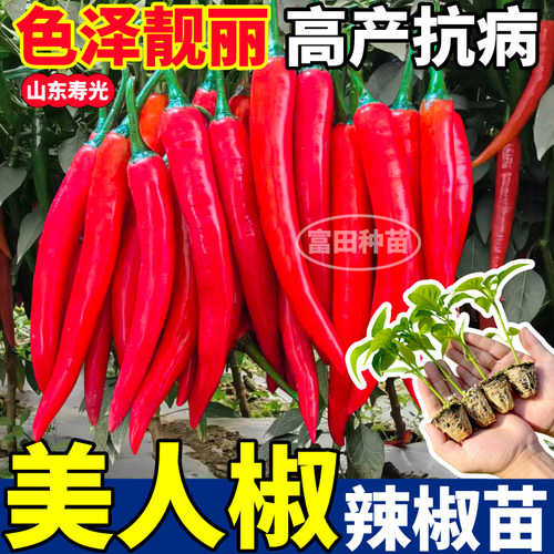 寿光美人椒辣椒苗秧四季高产阳台盆栽海椒红小米樟树港辣椒种子