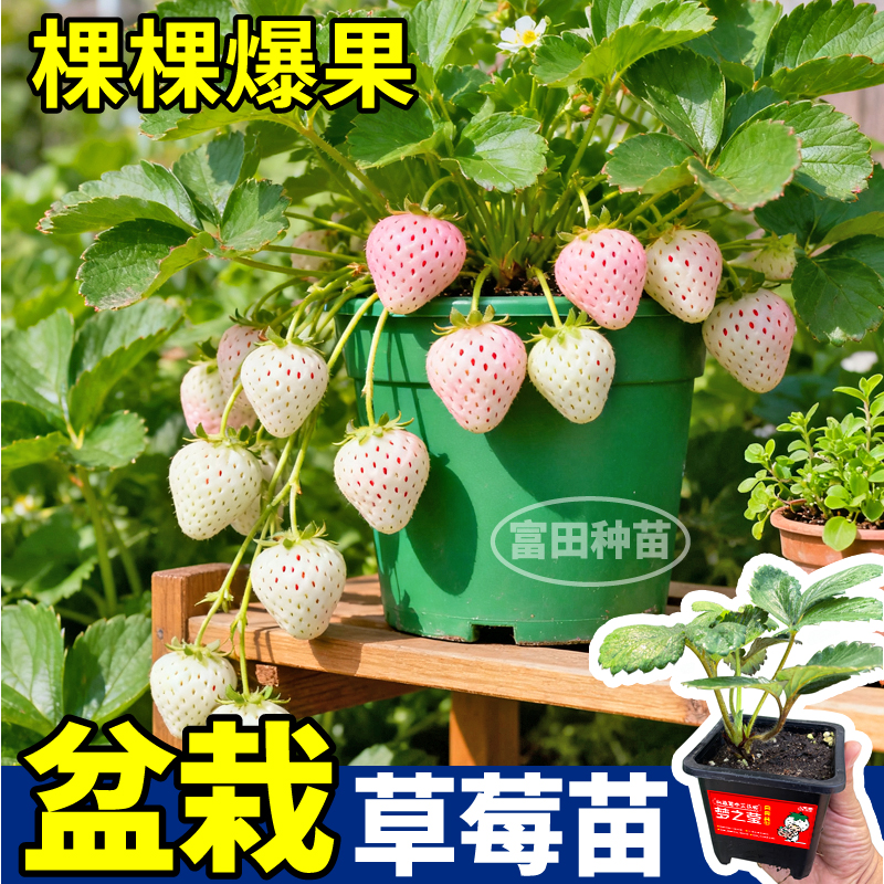 寿光梦之莹草莓苗秧根系发达原土原盆草莓大苗棵棵爆果四季阳台