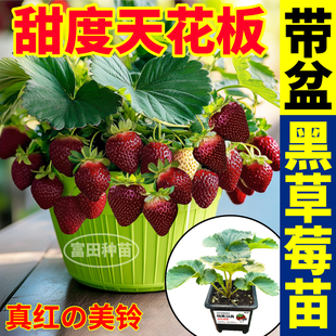 寿光盆栽黑珍珠草莓苗秧带盆带土真红美玲草莓大苗四季阳台小院