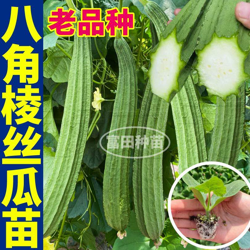 八角棱丝瓜苗秧抗病大肉长丝瓜带土球四季盆栽庭院阳台种子籽高产