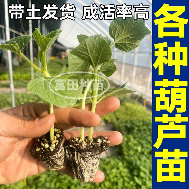 各种葫芦秧苗大全手捻大酒小亚腰葫芦种子带土球庭院盆栽春秋四季