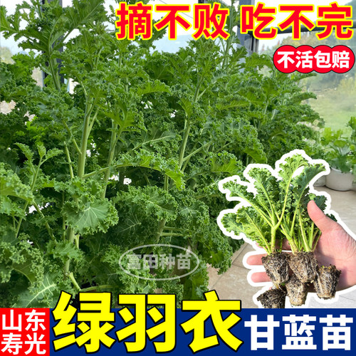 四季绿羽衣甘蓝苗摘不败皱叶菜耐寒高产蓝粉紫羽衣甘蓝盆栽种子