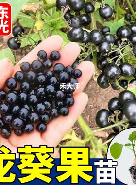 寿光龙葵苗秧带土球黑悠悠小燕悠紫黑色龙葵种子四季阳台盆栽小院