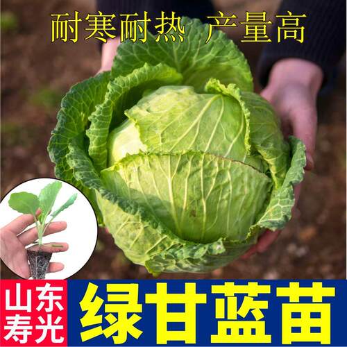 四季高产绿甘蓝苗秧包心菜大头菜种子脆嫩紧实阳台盆栽带土球蔬菜