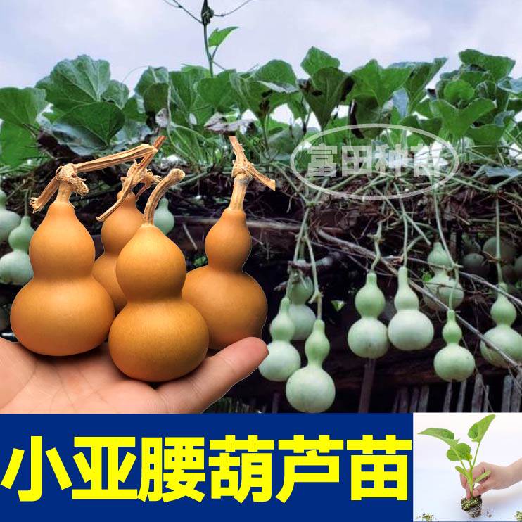 把玩小亚腰葫芦苗秧手捻大酒葫芦种子阳台庭院盆栽四季春秋带土球