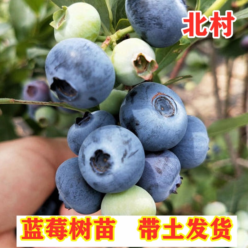 北村蓝莓树苗南北方种植半高丛蓝莓苗盆地栽蓝莓庭院阳台当年结果