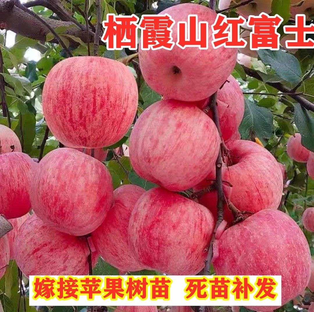 嫁接烟台栖霞红富士苹果树苗南北方种植脆甜冰糖心苹果苗盆栽地栽