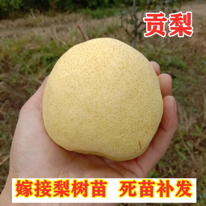 嫁接贡梨树苗南北方种植特大脆甜砀山贡梨苗盆栽地栽果树当年结果
