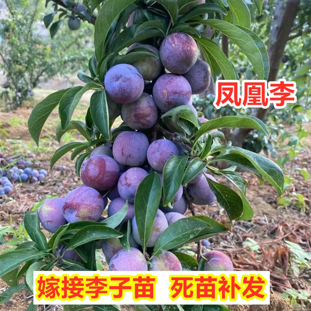 五月脆脱骨李子树苗嫁接脆甜早熟一点红凤凰李子果苗南方北方种植