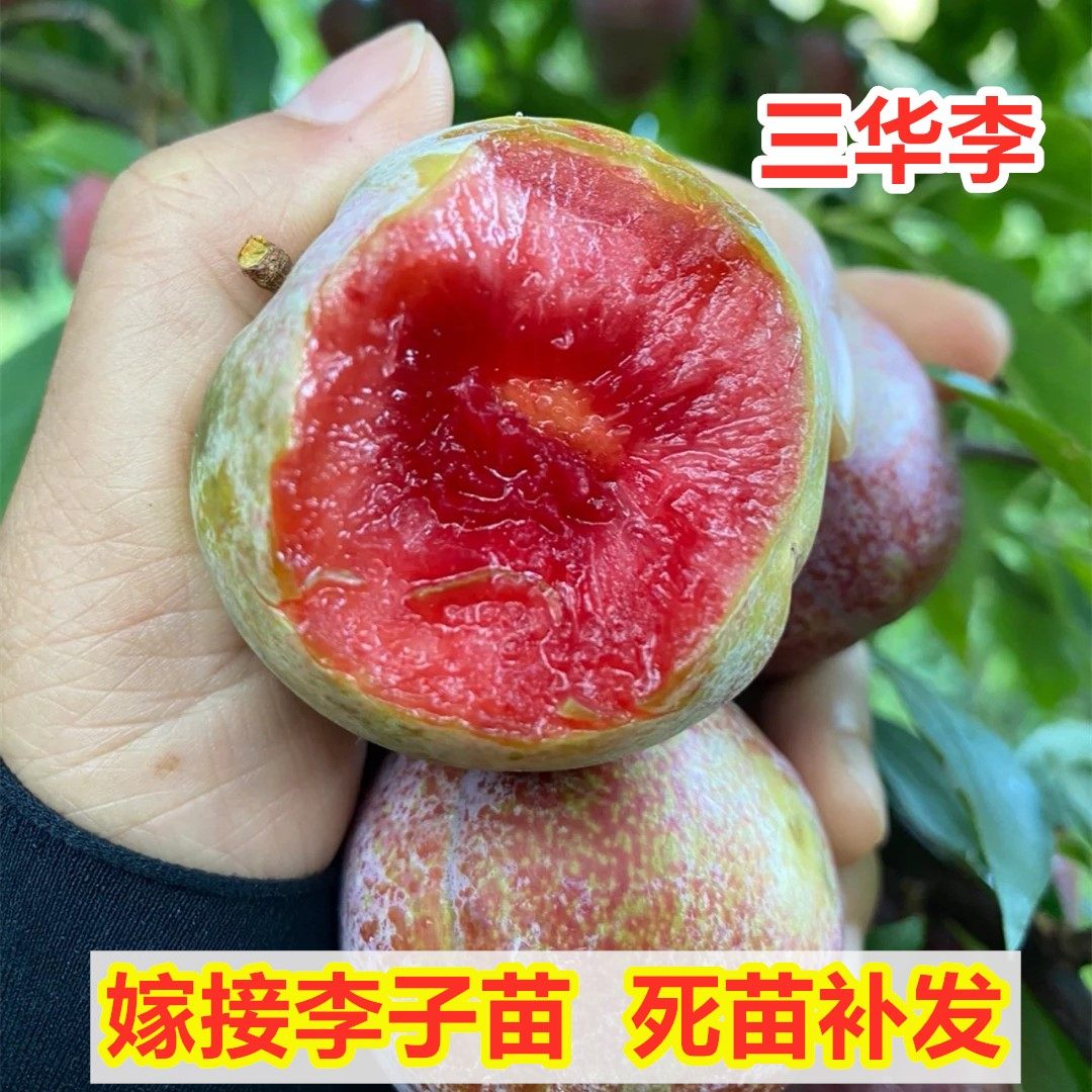 钱排银妃三华李子树苗南方北方种植李子苗盆栽地栽果树苗当年结果