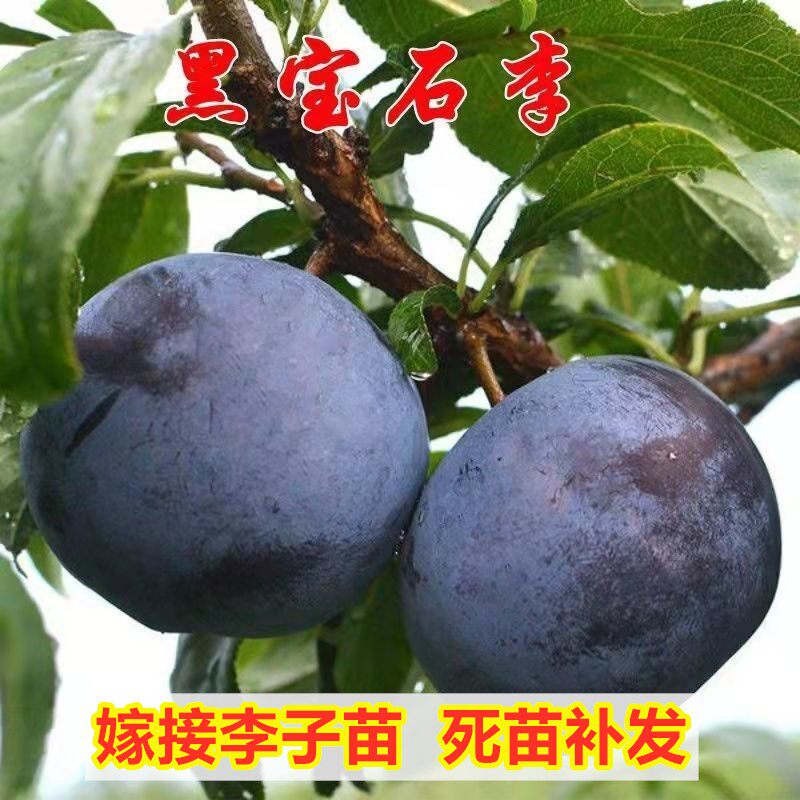 黑宝石李子树苗嫁接美国黑李树南方北方种植琥珀李子果树苗盆地栽