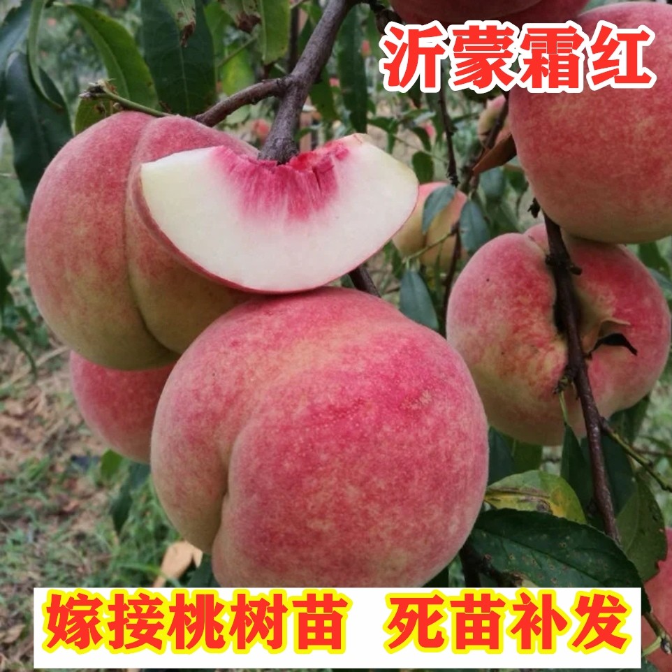 沂蒙霜红桃树苗嫁接特大晚熟脆甜冬桃树南方北方种植巨型桃子果苗