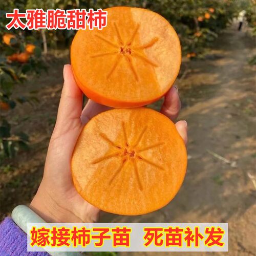 柿子树果苗嫁接日本太雅脆甜柿子苗树南方北方庭院盆栽地栽种植苗