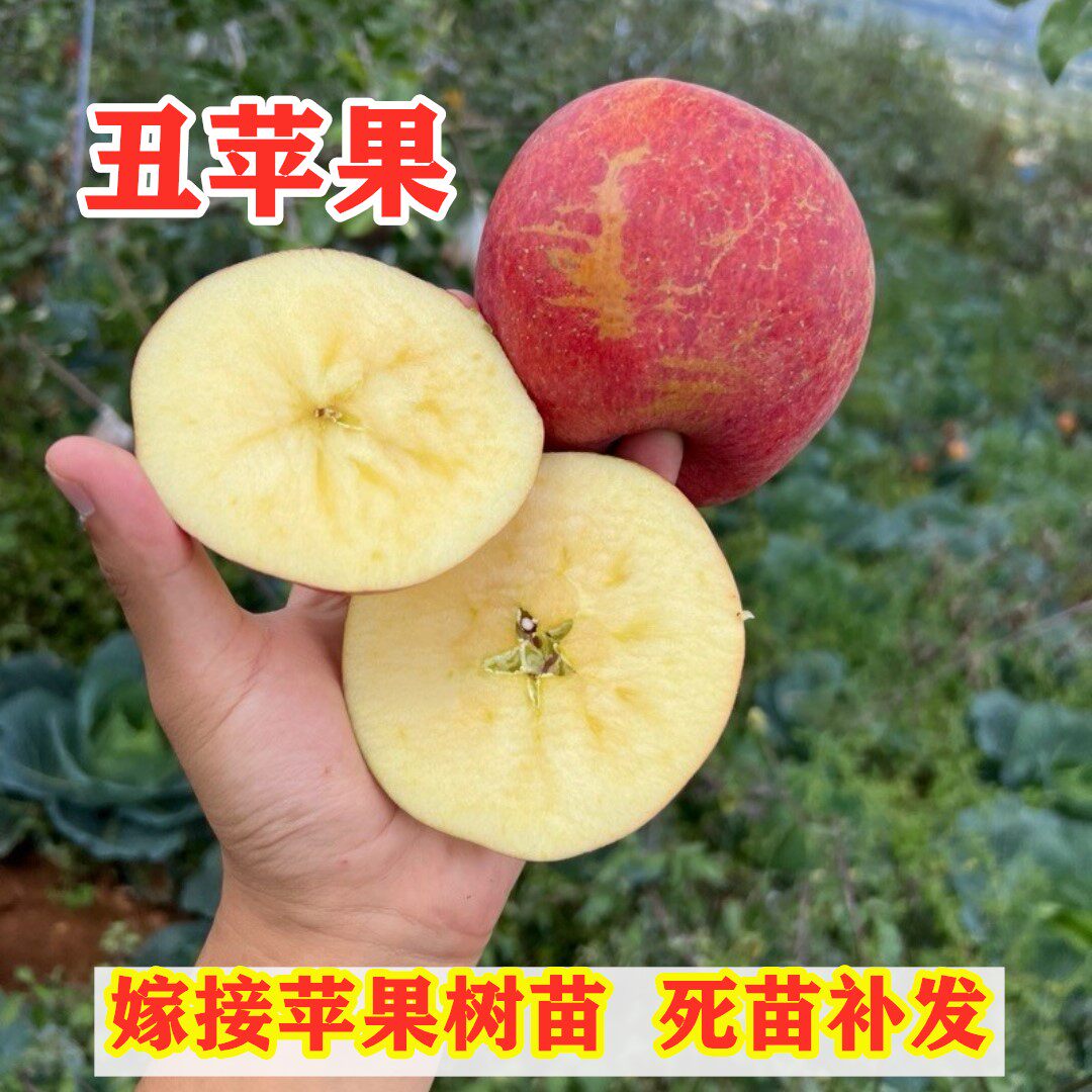 云南昭通丑苹果树苗嫁接特大冰糖心苹果树果苗南方北方盆地栽种植