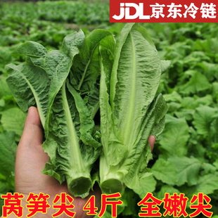 四川特产新鲜莴笋尖凤尾当季新鲜时令特色绿色蔬菜下面条涮火锅