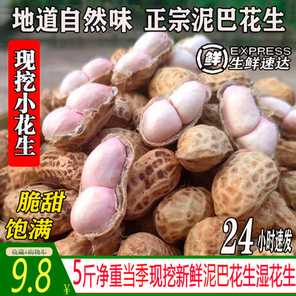 2026年四川当季新鲜带壳湿花生带泥巴生花生红皮粉皮现挖现发