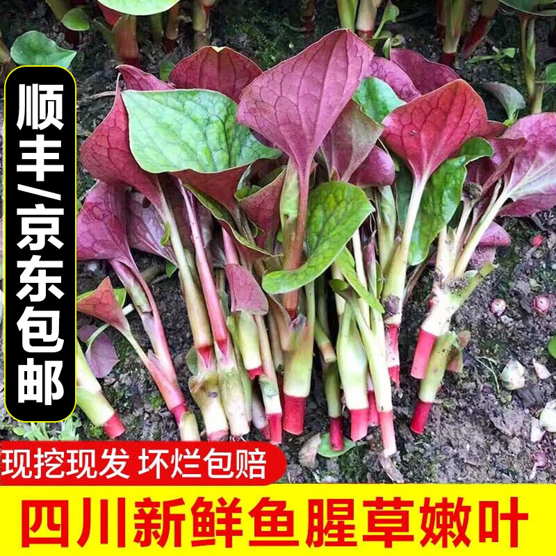 现货速发!现挖四川鱼腥草3斤新鲜折耳根叶子节节根凉拌猪鼻孔叶子