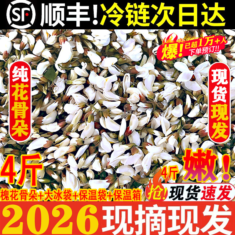 2026新鲜野生洋槐花新鲜刺花苞花骨朵当季野菜现摘现发槐树花顺丰