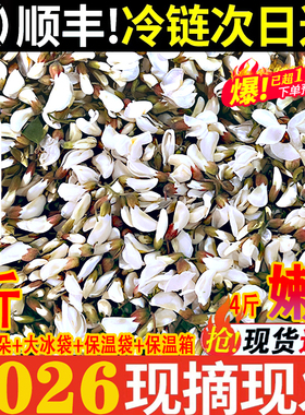 2026新鲜野生洋槐花新鲜刺花苞花骨朵当季野菜现摘现发槐树花顺丰