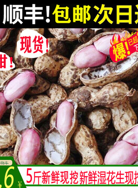 【天府花生】四川当季新鲜花生