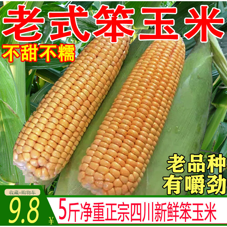 【正宗老品种】老式新鲜笨玉米